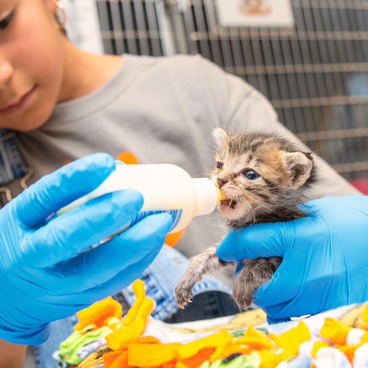 Young girl bottle feeding kitten