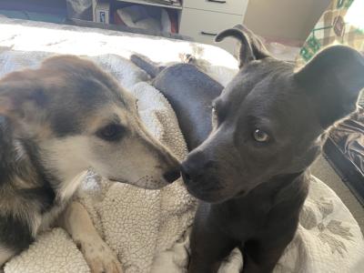 Genna Reign and Foxy Roxie the dogs lying together on a bed