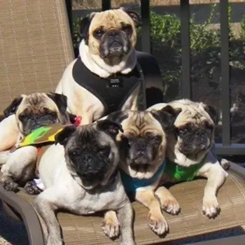 Pugs