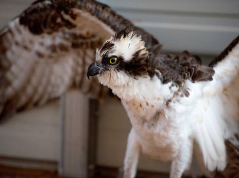 Osprey with wings raised