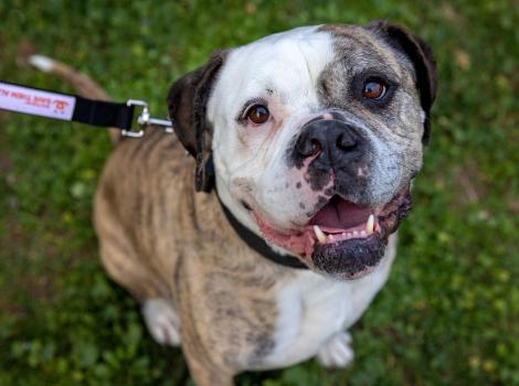 Otis the dog, outside on a Best Friends leash smiling