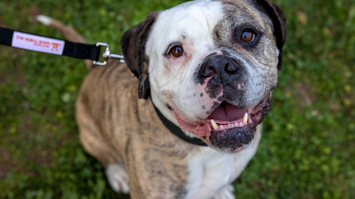 Otis the dog, outside on a Best Friends leash smiling