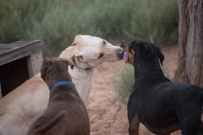 Baja Blast the dog playing with two other dogs, licking one of them