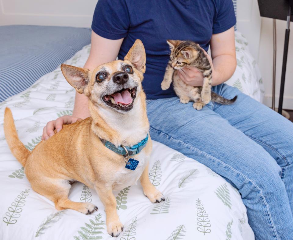 Person sitting with a dog and a kitten on a bed