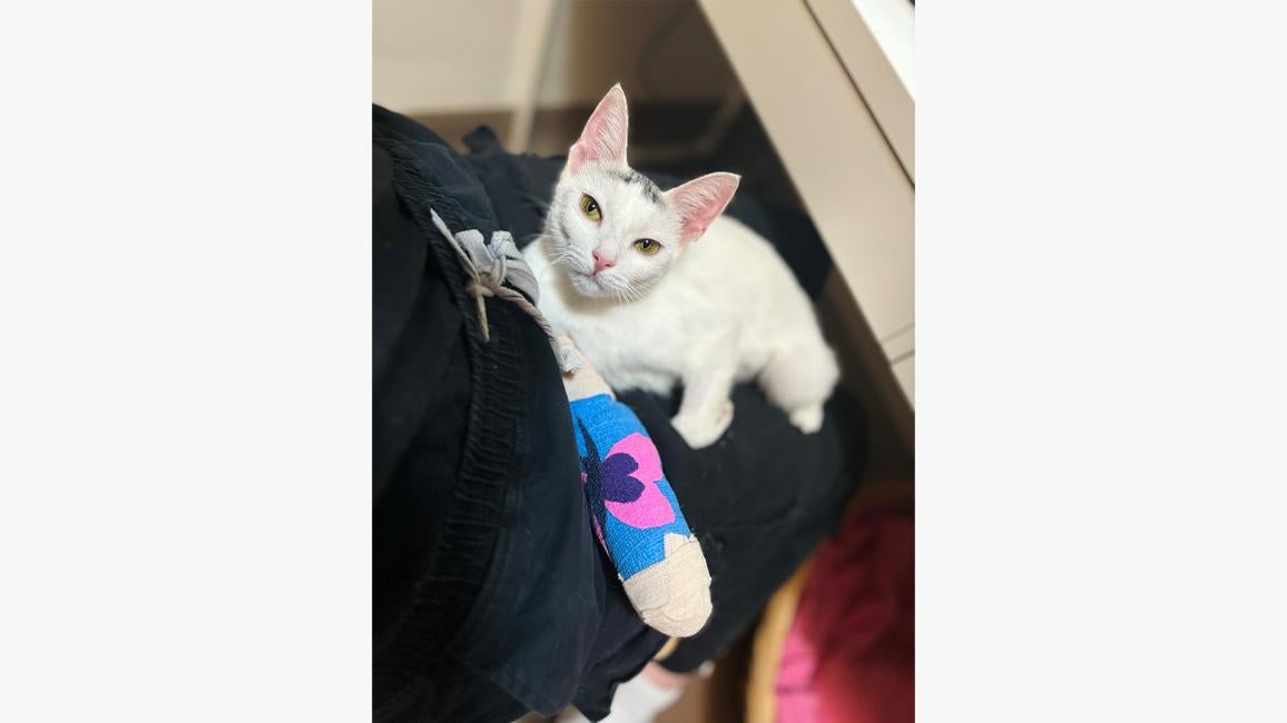 Penelope the cat lying down with her leg in a cast in front of her