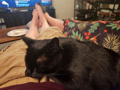 Peridot the cat lying on a lap in front of the TV