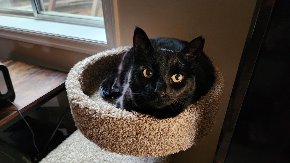 Peridot the cat lying in the top shelf of a cat tree