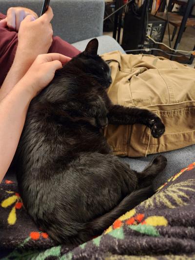 Peridot the cat snuggling on a lap