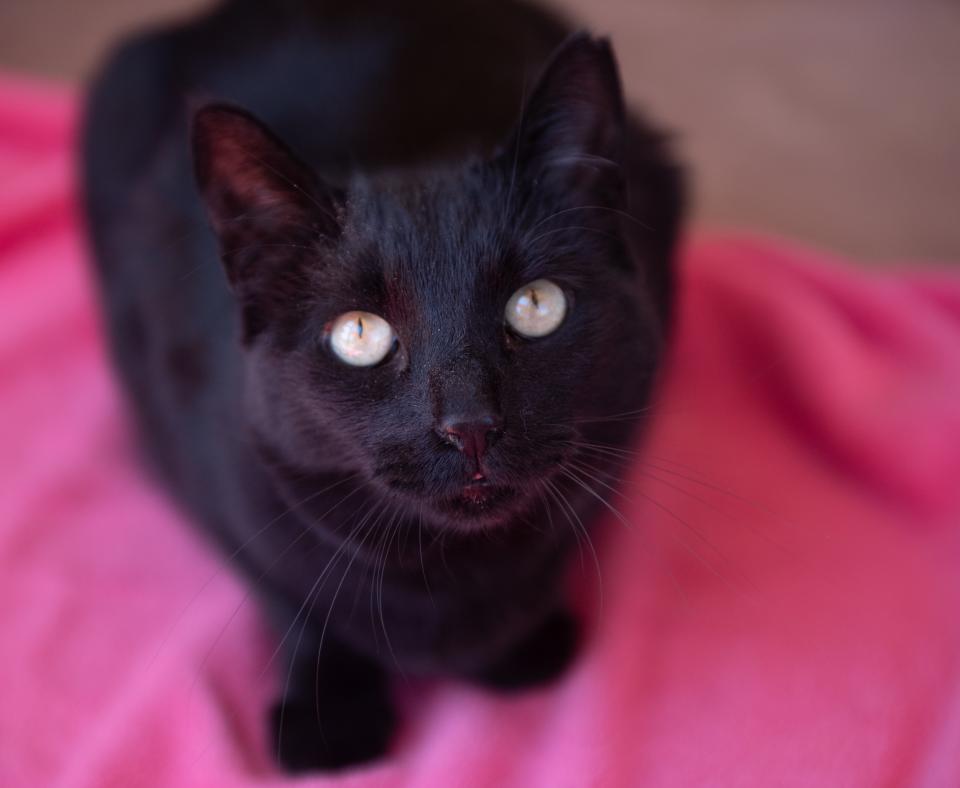 Peridot the cat on a pink blanket