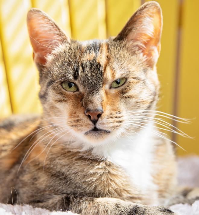 Calico cat beside a holiday tree