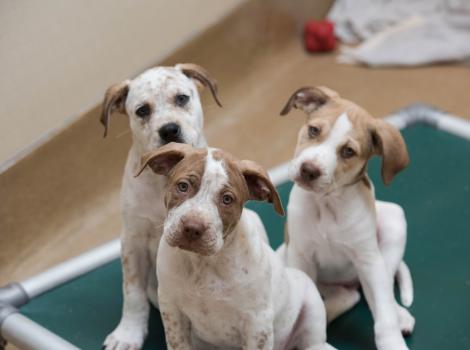 Three puppies on a Kuranda-type bed