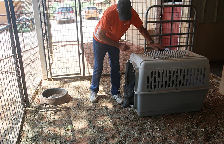 Mary Jane the pig leaving the crate in an enclosure while Don Clark watches