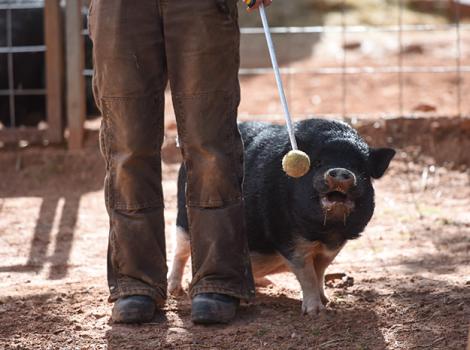 Pig-training-Rosalie-Target-Moe-4979MW.jpg