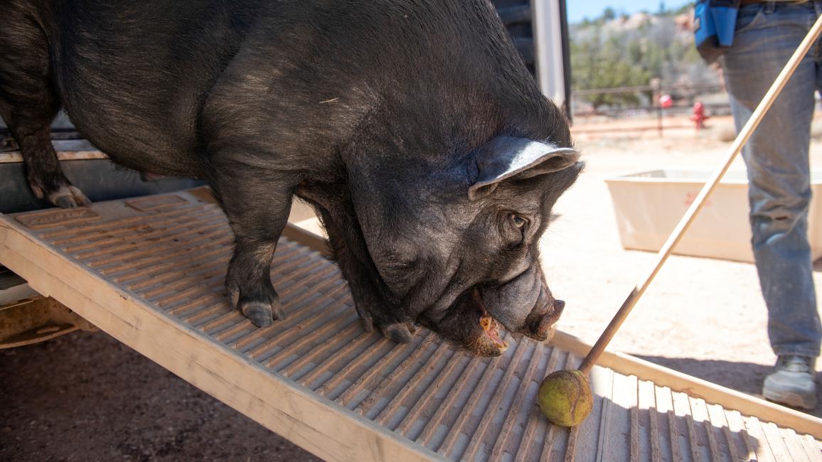 Smitty the pig walking down a ramp following the training ball on a stick