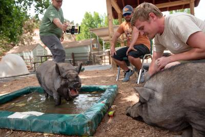 Pit with mouth open in a green pool with multiple people around, including one who is petting another pig