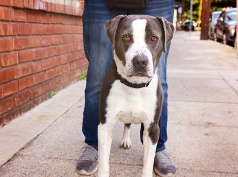 Person walking a gray and white pit-bull-type dog outside on a sidewalk