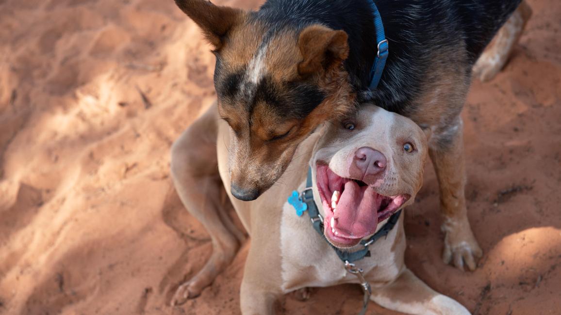 Bonito the dog smiling wide in a playgroup with another dog