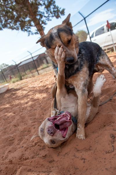 Bonito and Pickpocket the dogs play wrestling with Bonito's paw on Pickpocket's face