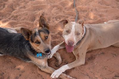 Bonito and Pickpocket the dogs lying next to each other outside in the sand