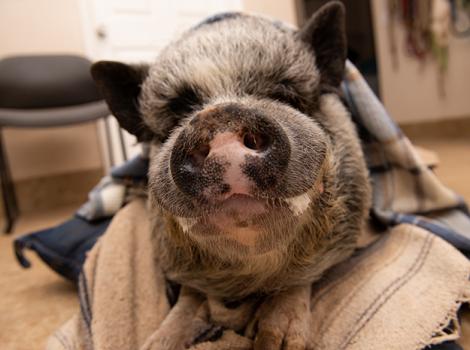 Potbellied-pig-Batman-Smiling-2501MW.jpg