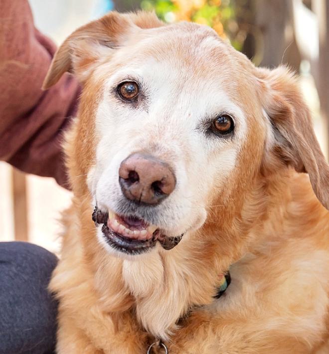 Person holding a Best Friends mug and petting a senior golden retriever type dog