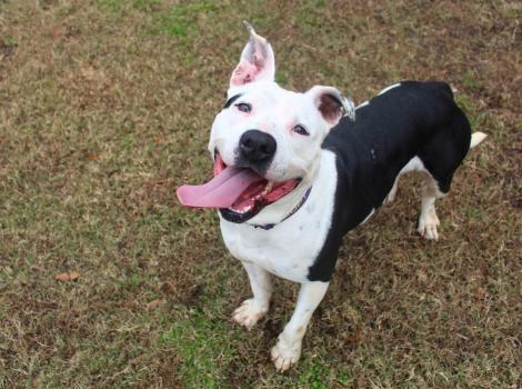 Sadie the black and white pit bull type dog, smiling with tongue out