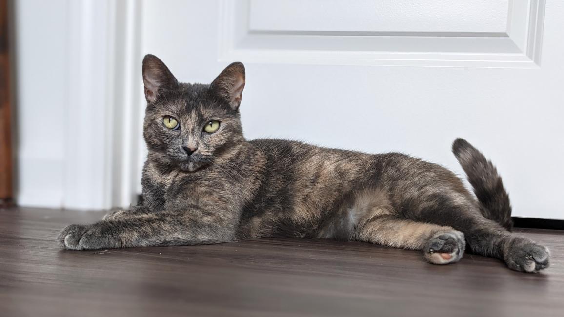 Pumba the tortoiseshell cat lying on the floor