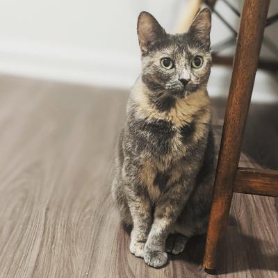 Pumba the cat sitting on the floor next to a chair