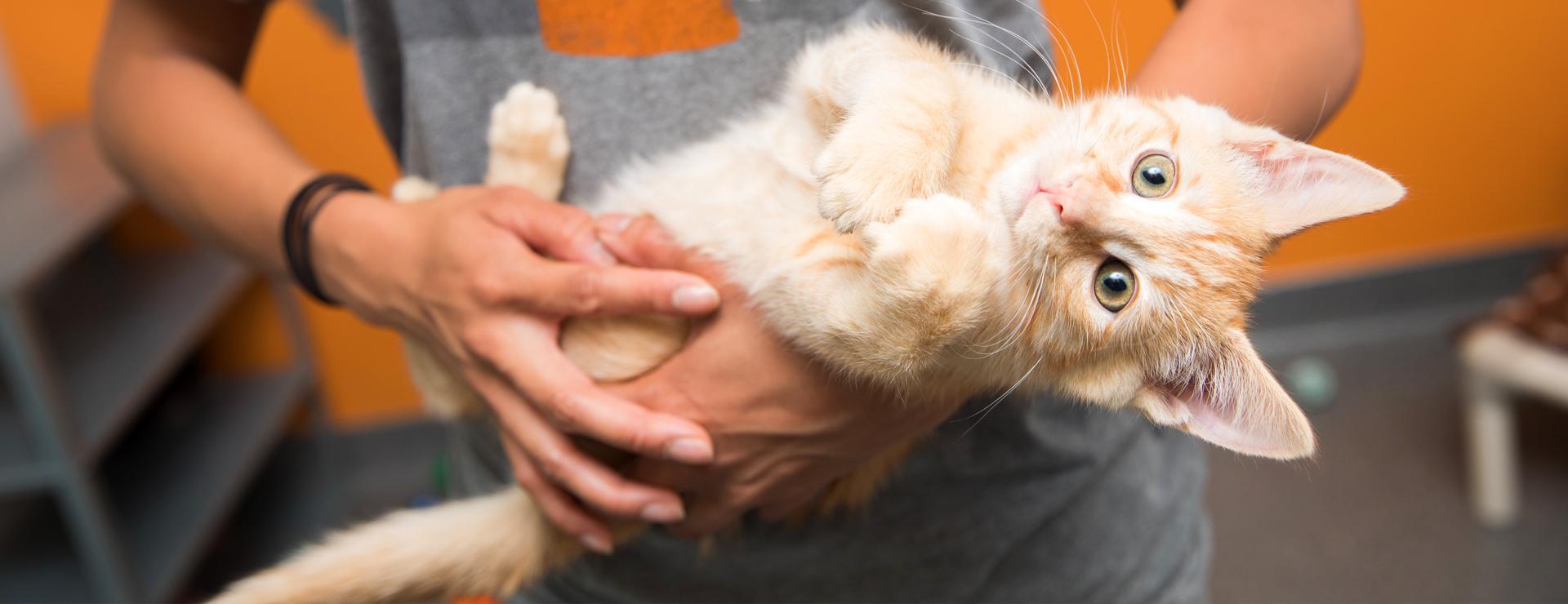 Person holding a tiny kittens in their arms