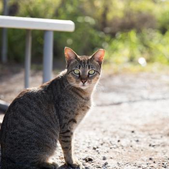 Brown tabby community cat with a tipped ear