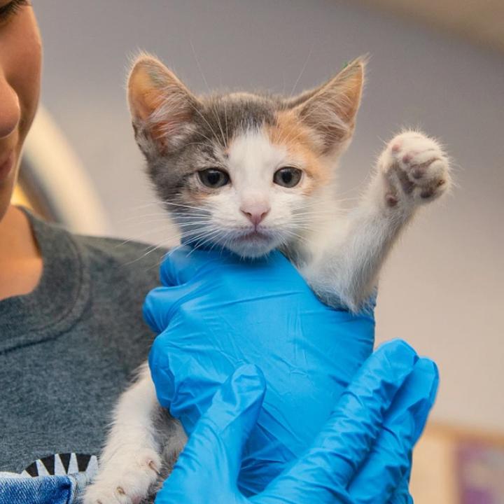 Young girl holding a calico kitten with gloved hands