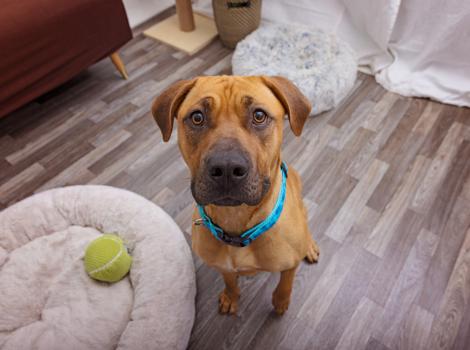 Brown dog in a home setting next to a dog bed with a ball in it