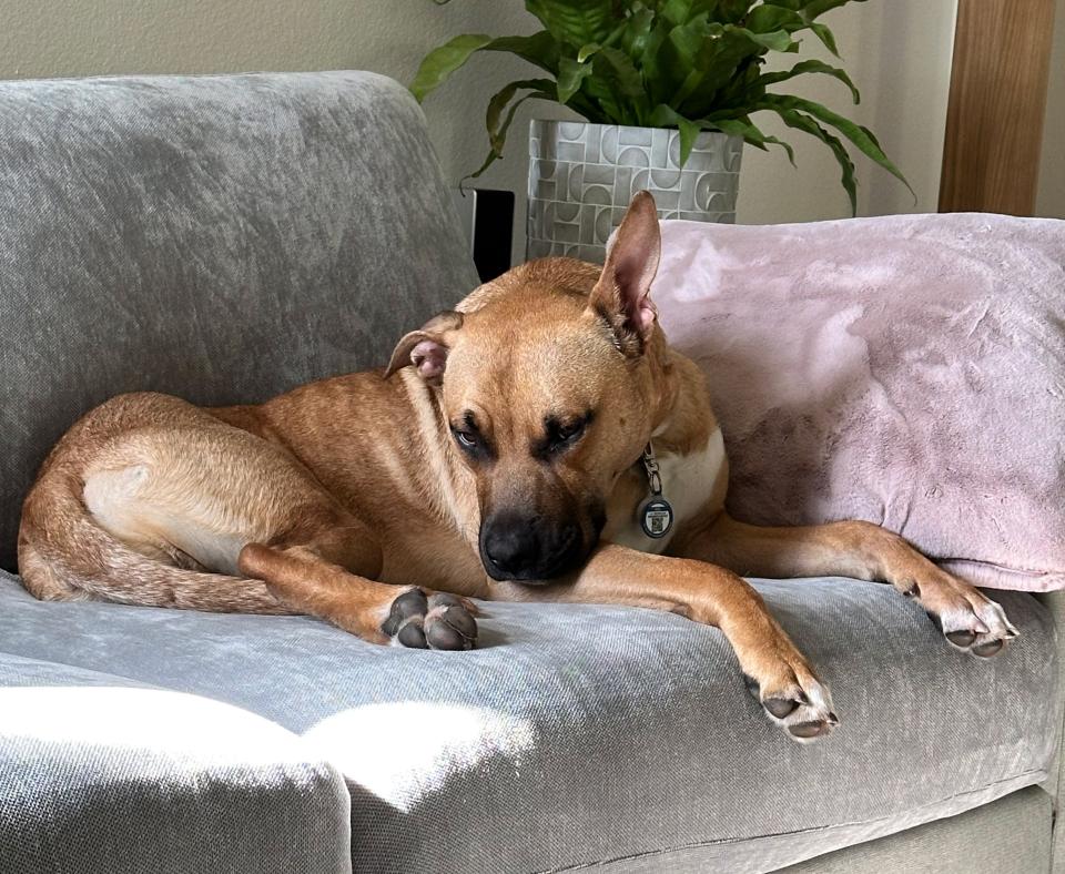 Rex the dog lying on a couch