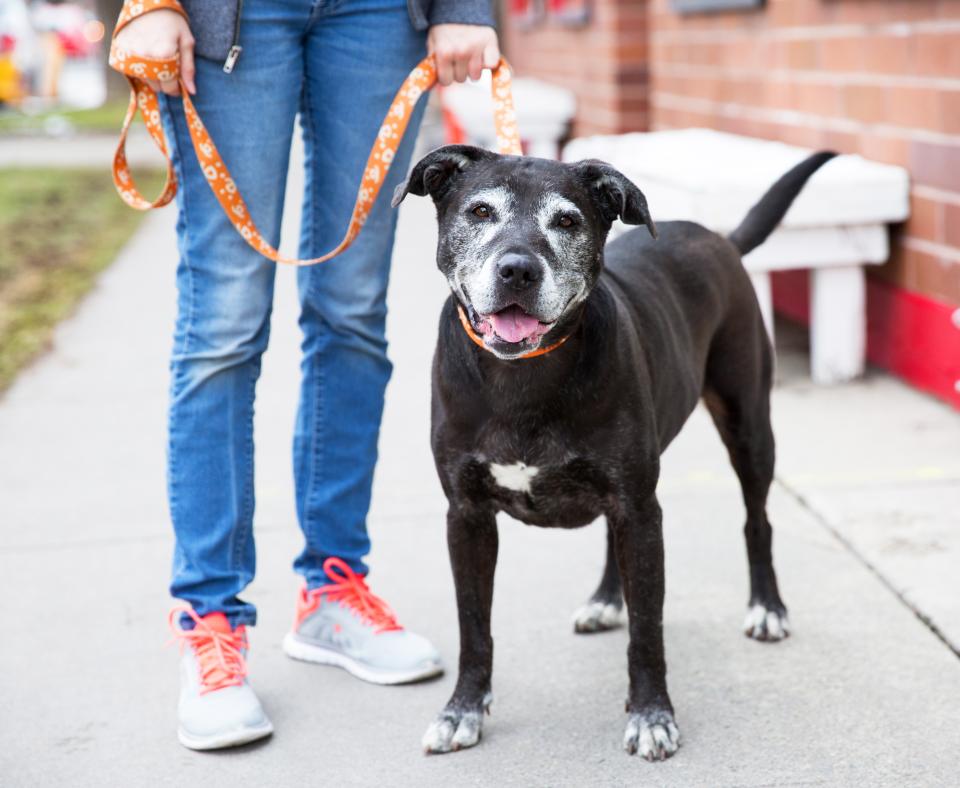 Happy senior dog on a walk with a person in Salt Lake City