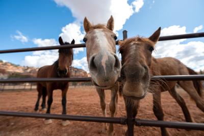 Rose, Bellisima, and Marina the horses with their heads sticking out of some fencing