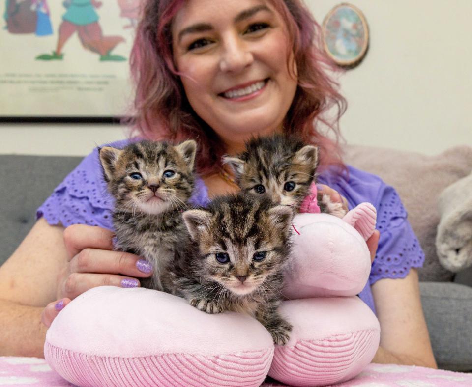 Three tabby kittens on a pink pillow in front of a smiling person