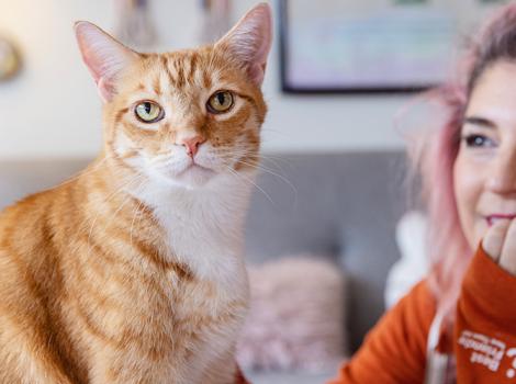 Orange and white tabby cat in the foreground with person to the side looking at him