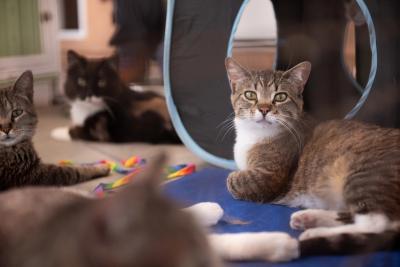 Cats relaxing by each other on the floor