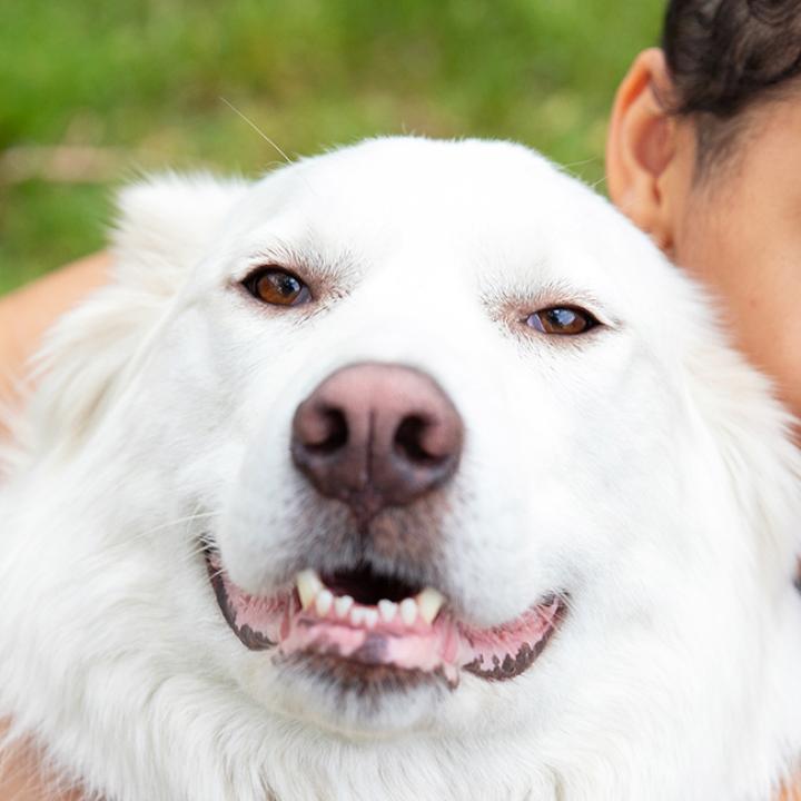 Woman hugging a white dog outside on green grass