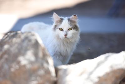 White a gray community cat with an ear-tip behind some rocks