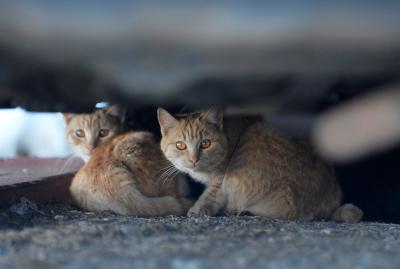 Two orange community cats under a vehicle