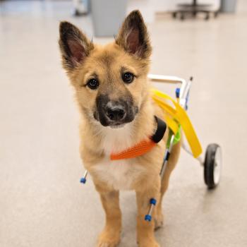 Small dog with a cart