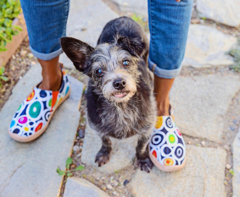 Small senior dog standing between the legs of a person who is wearing multicolored shoes