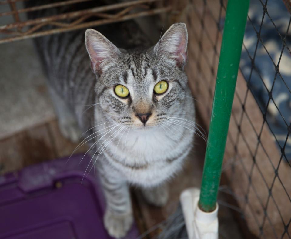 Gray tabby working cat with ear tip