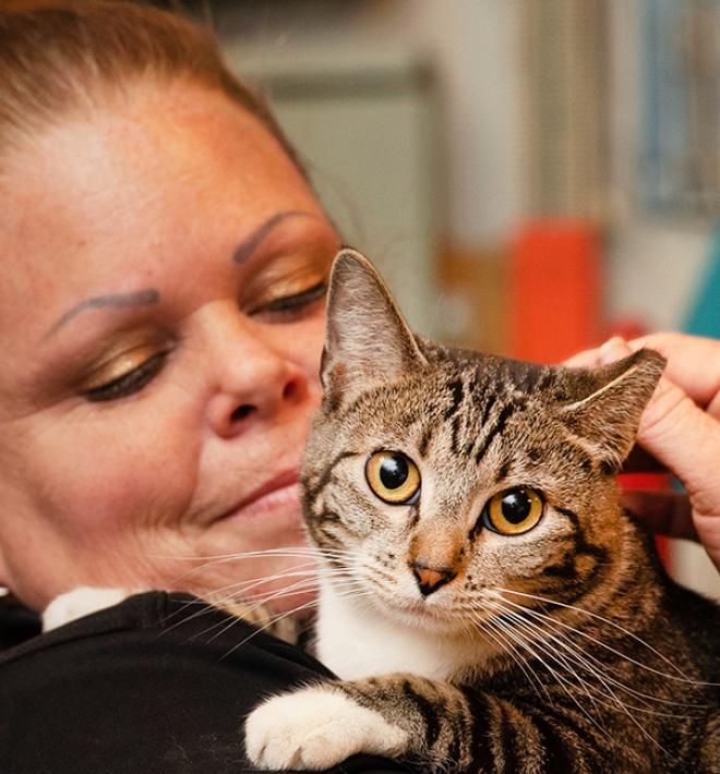 Person holding a tabby cat over her shoulder while petting his head