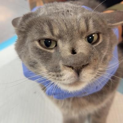 Stone Cold the cat at intake, showing the hole in his nose