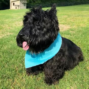 Sullivan Batman Roberts the dog wearing a blue bandanna