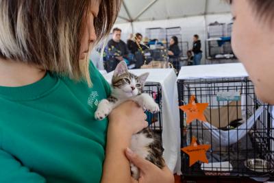 Person holding a kitten while another person reaches out at the Los Angles Super Adoption