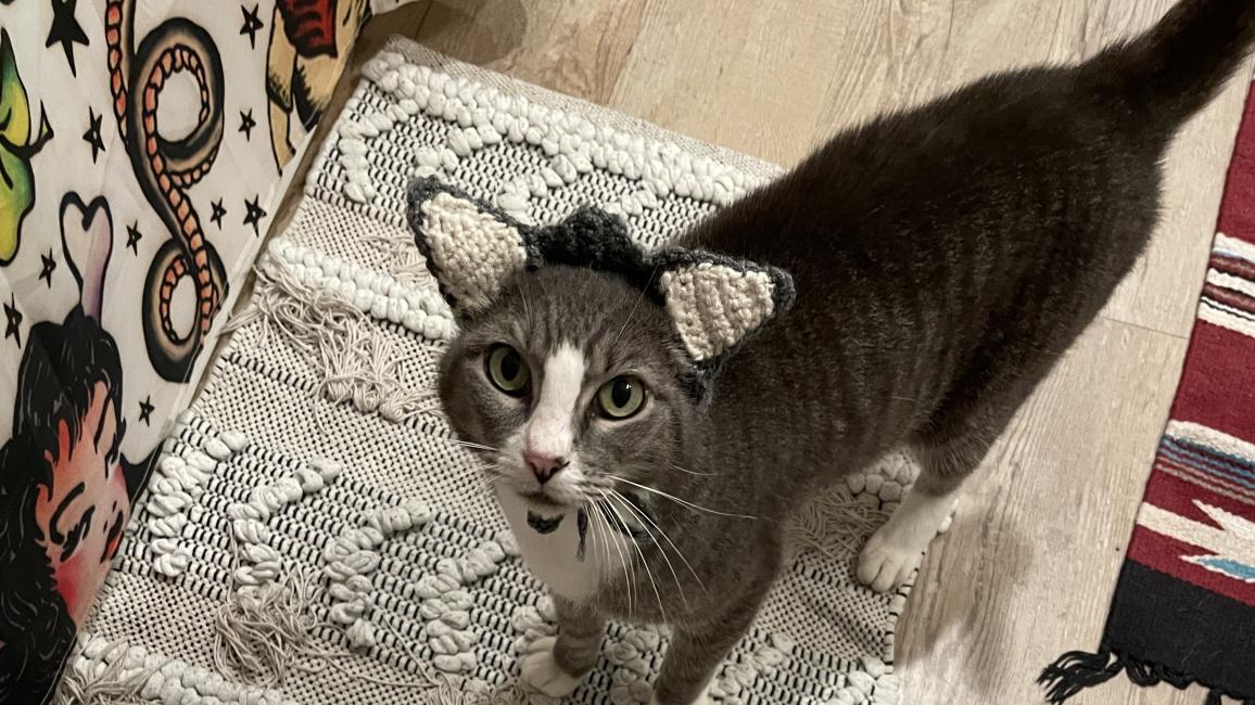 Sweet Pea the cat wearing her crocheted ears