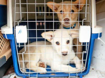 Two puppies in a closed pet carrier